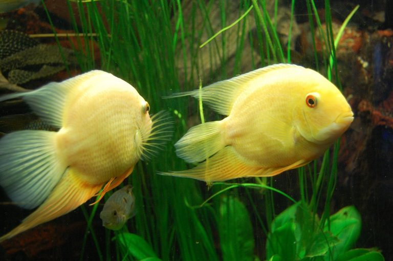 Your aquarium will also require a filter and heater