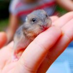 Baby-Hamsters-SN-long